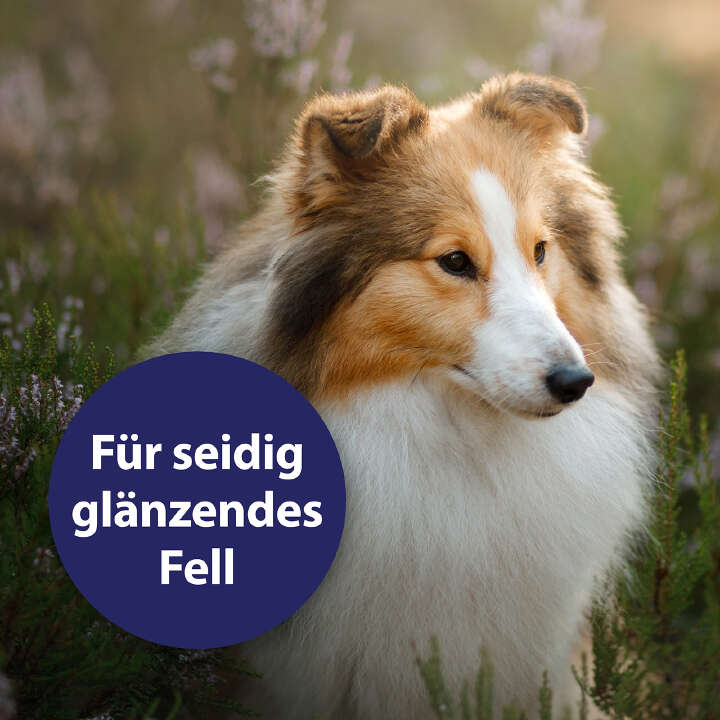 Canosept Fellpflegespray für Hunde 250 ml